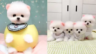 Cute and Funny Pomeranian Videos 210 #Shorts