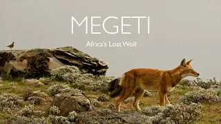 MEGETI - AFRICA's LOST WOLF (TRAILER) - STREAMING NOW ON NEWYONDER