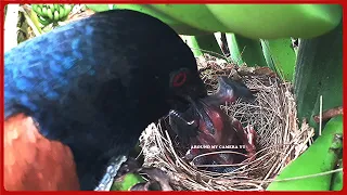 Brutally Bad Cuckoo EATS UP Baby Bird in Front of MOTHER in Seconds | Bulbul baby bird Nest 9