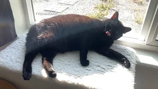 ⚠️ WARNING ⚠️ that’s a big yawn for a little kitty