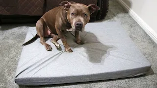 Rescue Dog Can't Believe Her New Giant Bed