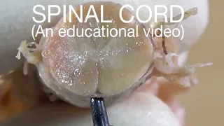 SPINAL CORD - External Features (An educational video)