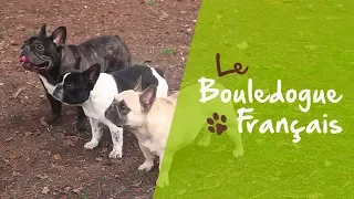 Le Bouledogue Français