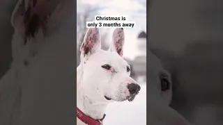 If you’re sad watch this #Short #christmas #shorts #sad #sia #snowman #dogs #dogsofyoutube #cute