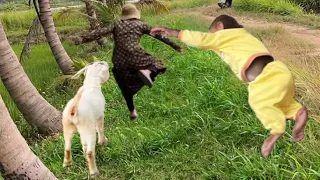 Super Funny! Cutis Chases Goat Thief Too Hot