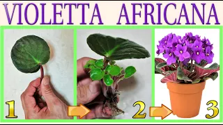 AFRICAN VIOLET - INCREDIBLE METHOD to multiply it endlessly for FREE