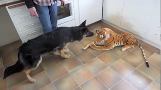 Tough German Shepherd Dog Barks at Tiger