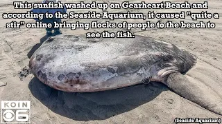 Potential largest-ever, rare fish washes ashore on Gearhart Beach