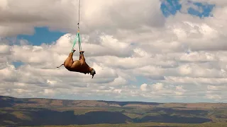 Зачем африканцы подвешивают носорогов вниз головой и катают на вертолете по всему материку
