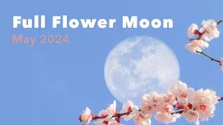 May Full Flower Moon Meditation 🌕 Reignite Your Spark ✨ 15-Minute Guided Practice