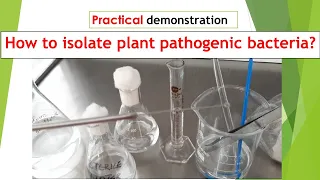 How to isolate plant pathogenic bacteria │Streaking and dilution plate  │Practical demonstration