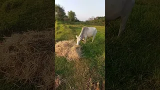 Feeding Rice straw for Large Animals