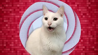Cats Sing Believer by Imagine Dragons