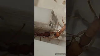 Переселение муравьëв Harpegnathos saltator 