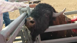 (BuffaloRiding)Jacob Todechine Wins Buffalo Riding, 96th Indian Tribal Ceremonal Rodeo