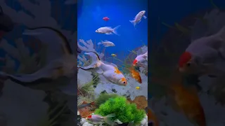 Beautiful fishes🐠#fishesofinstagram #syednadirawais#fish #turtle #aquarium