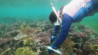 Индонезийка возрождает погибающие коралловые рифы Бали