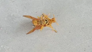 Wasp mating amazing methods of attraction of male wasp🥰