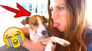 ЧТО ТО ПОШЛО НЕ ТАК 12 ПРОБЛЕМ ОТ СОБАКИ НА ОТДЫХЕ ВСЯ ПРАВДА | Elli Di Pets