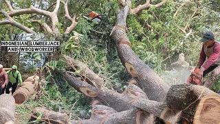 Heavy Logging !! Cut down a large tree & as high as the tip of a bamboo.