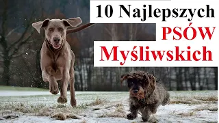 10 Najlepszych Psów MYŚLIWSKICH