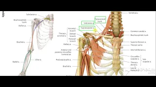 Brachial artery