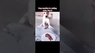 #dog reaction to cutting cake 🍰 part 2🤣#funny animals#dogs