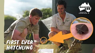 Irwin’s turtle - An exciting update! | Australia Zoo Life