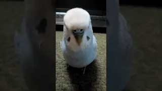 Попугай Петрушка болтает и поёт