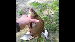 Лещь на сало и пенопласт в июлеРыбалка на реке Сож.