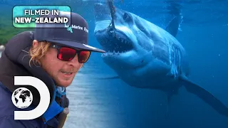 Phred the Legendary Kiwi Great White Shark | Shark Week: Jaws Awakens