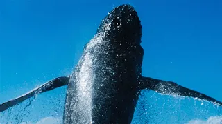 Clark Little captures unexpected Whale Breach in Hawaii