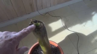 Banana Plant rescue