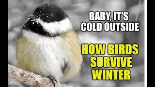 How Birds Survive Winter