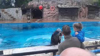 Leones marinos en el parque de cabarceno