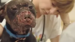 The Face of Dogfighting: One Dog's Incredible Journey