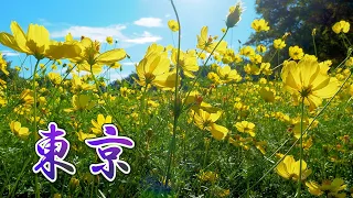 It is warm everyday so the Hagi and Cosmos keep blooming in TOKYO. #4K #萩トンネル #コスモス