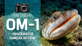 OM System OM-1 Underwater Camera Review #underwaterphotography #underwatercamera #diving