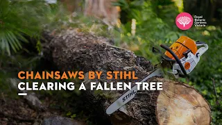 CHAINSAWS BY STIHL: CLEARING A FALLEN TREE