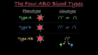 Blood Type Genetics Explained