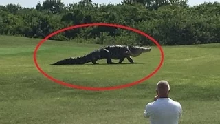 Giant Gator Walks Across Florida Golf Course 2-Part (VIDEO OFFICIAL)