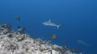 diving Palau 2023