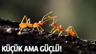 Karıncaların Hayatı Nasıl Geçer? Bilinmeyen Özellikleri!