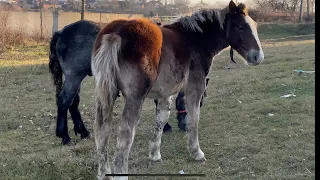 Коні Ваговози. Спеціально для Хейтерів. Лошиця від Гуліпана.Коні в Україні🔥🔥🔥🐴🐴🐴