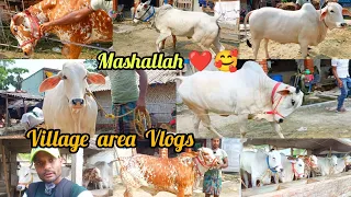 VILLAGE AREA NEW VLOGS+BEAUTIFUL BACHI COW COLLECTION SHANKSAHAR BALI PORE WITH PRICE KOLKATACOW2024