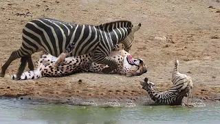 HUNTER BECOMES THE HUNTED | Mother Zebra Save Her Newborn From Lion , Giraffe vs Lion