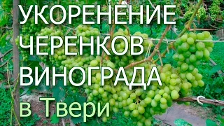 Укоренение черенков винограда методом проращивания в тряпочке по Пузенко