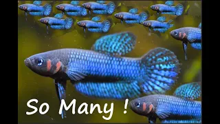 35 Betta Hendra in 25L aquarium