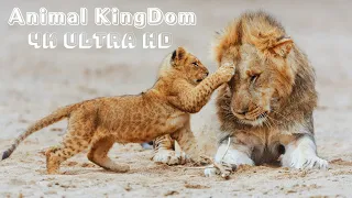 Animal Kingdom 4K: A must-watch journey for animal lovers!