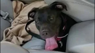 Брошенный в машине пес уже задыхался, но незнакомец пошел на преступление, чтобы спасти питомца
